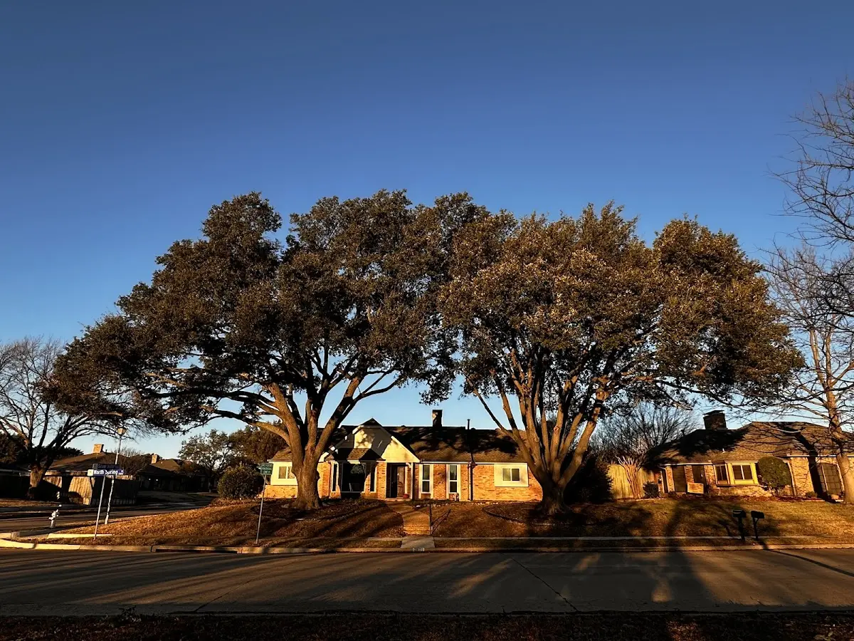 Established residential canopy tree shading a home in Sautee Nacoochee